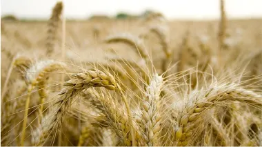 Agricultural processing